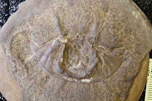Euproops danae