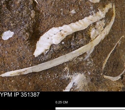 undet. Bivalvia