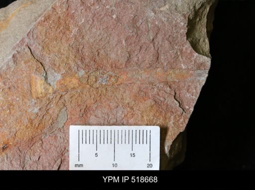 Sphenothallus?