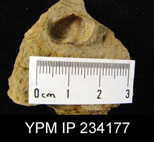 Marginifera wabashensis