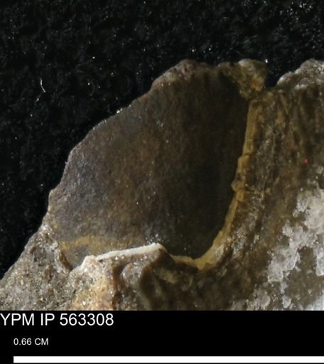 Oxytoma (Hypoxytoma)