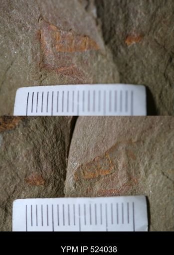 undet. Arthropoda