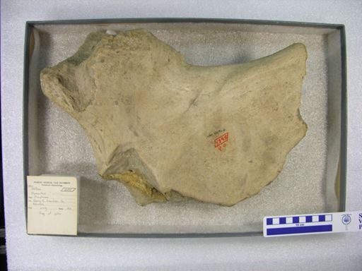 Mammuthus columbi?