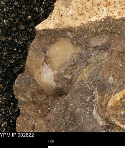 undet. Mollusca