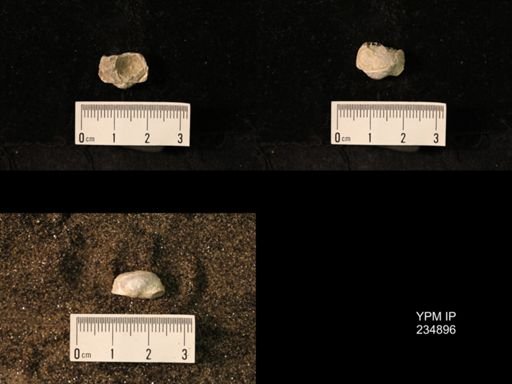 Marginifera fragilis