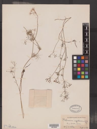 Ptilimnium capillaceum