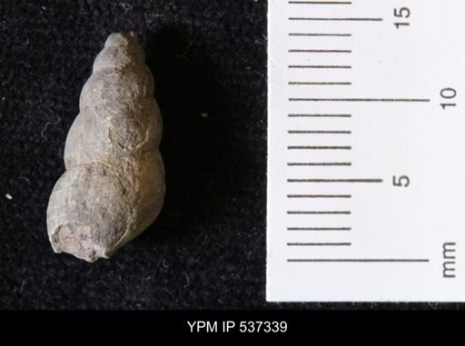 Goniobasis ortmanni