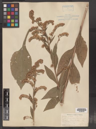 Solidago patula