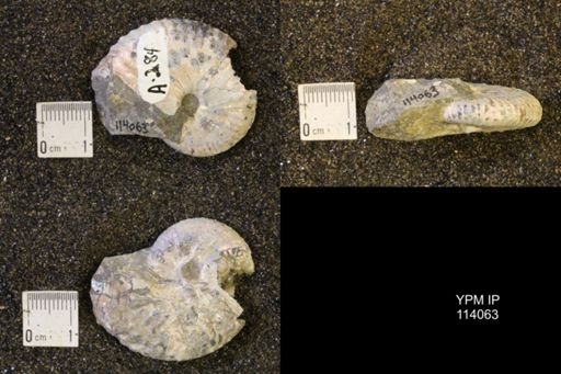 Discoscaphites conradi