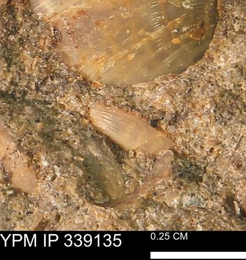 undet. Bivalvia