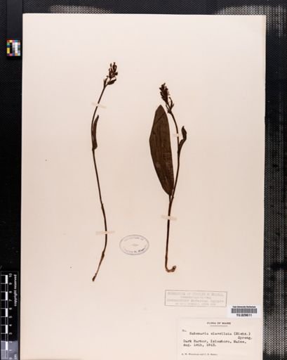 Habenaria clavellata