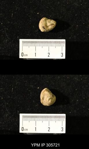 Worthenia tabulata