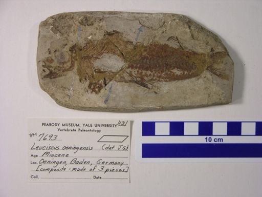 Leuciscus oeningensis