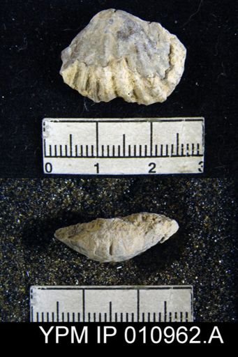 Meekella irregularis texana