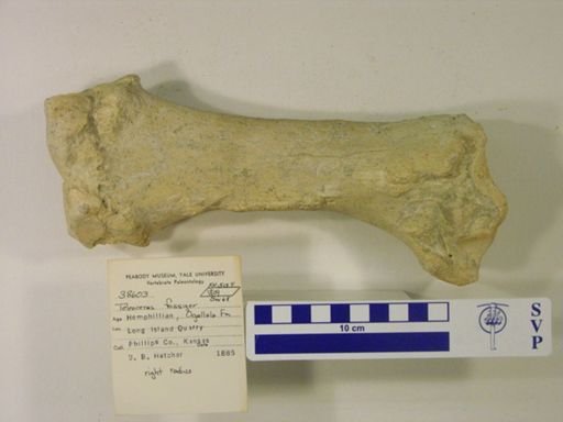 Teleoceras fossiger