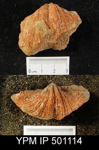 Neospirifer cameratus