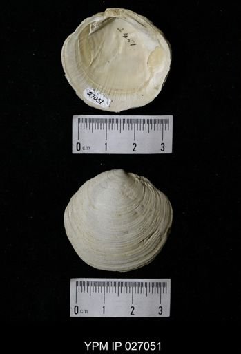 Lucina (Stewartia) anodonta