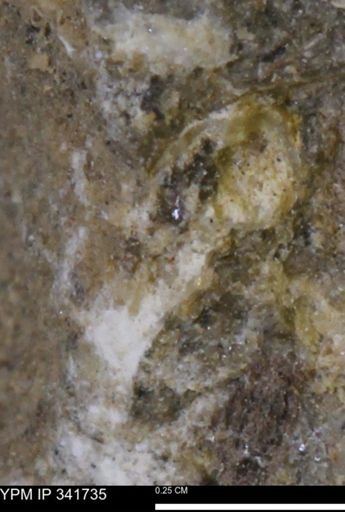 Scaphites sp.