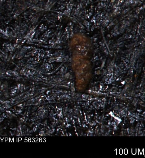 Verneuilinoides hectori