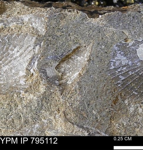 Oxytoma (Hypoxytoma) nebrascana