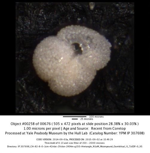 undet. Foraminiferida