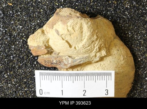 Corbicula?