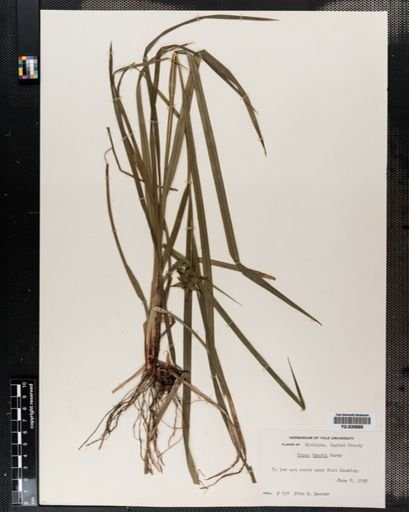 Carex