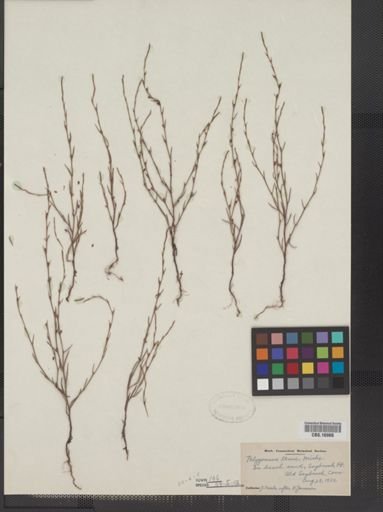Polygonum tenue