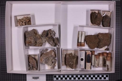 mixed taxa, stratigraphic collection