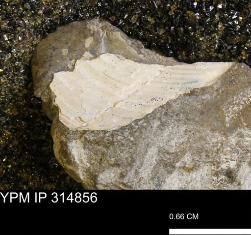 Discoscaphites?