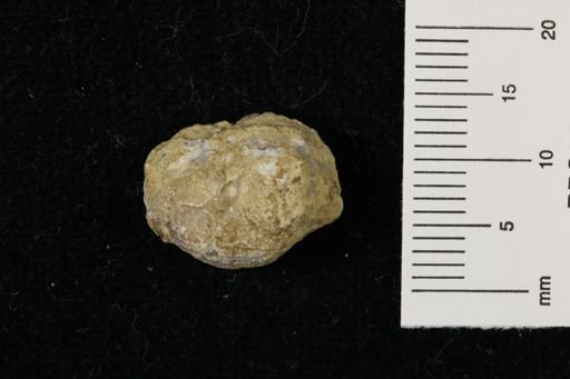 Marginifera wabashensis
