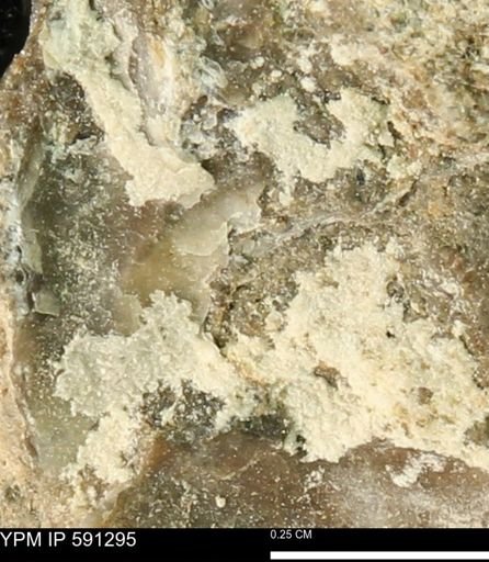 undet. Bivalvia