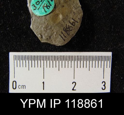 Dalmanella wisbyensis