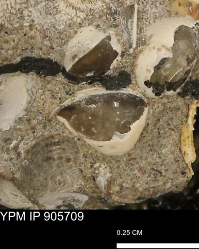 Corbulamella sp.