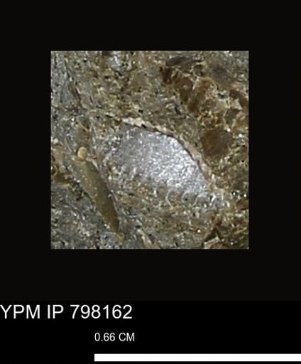 undet. Mollusca