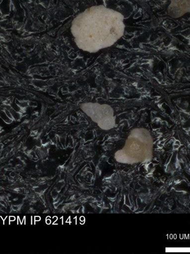 undet. Heterohelicidae