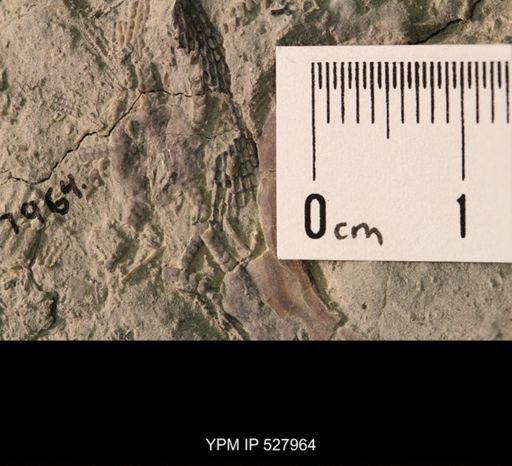 Aganaster gregarius
