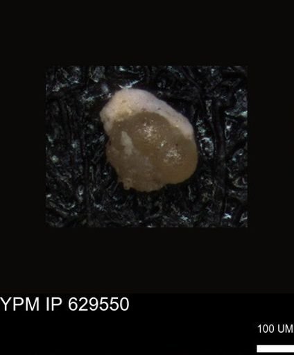 undet. Foraminiferida