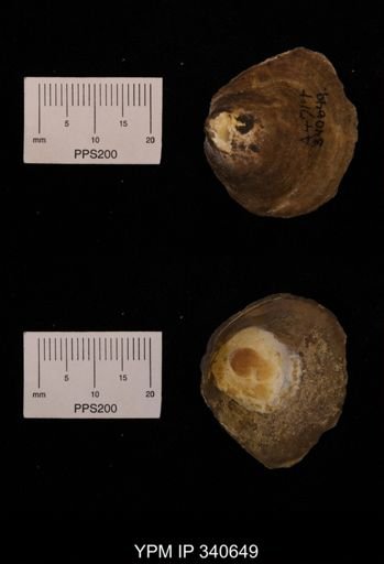 Anomia gryphorhyncha