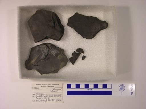 Arthrodira