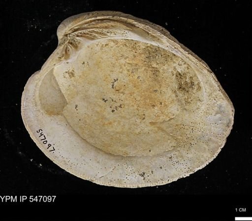 Venus mercenaria