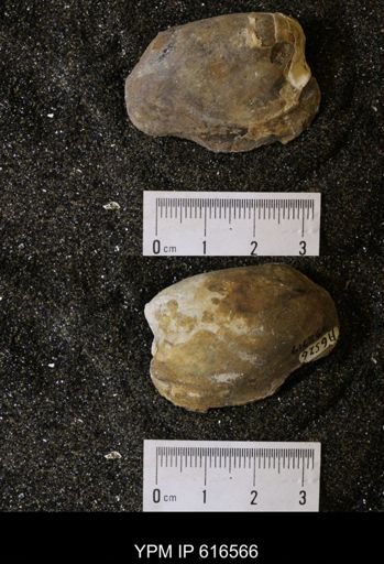 Corbicula?