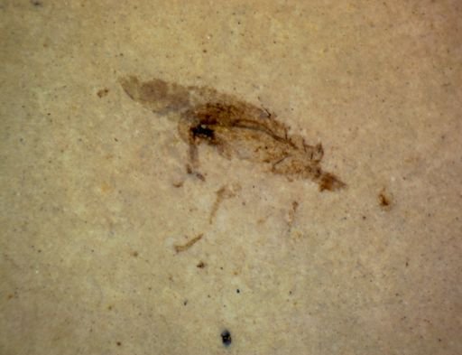 undet. Pterygota