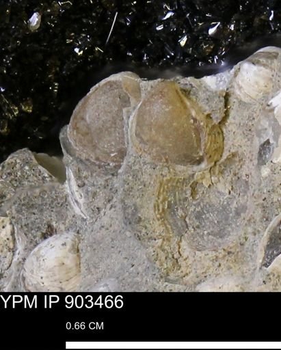 Corbulamella sp.
