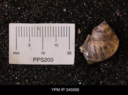 undet. Gastropoda