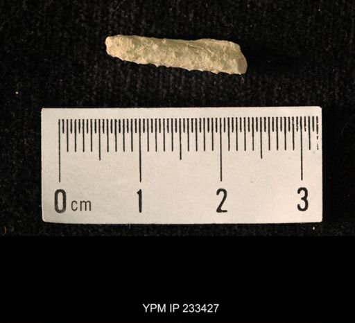 Archaeocidaris sp.