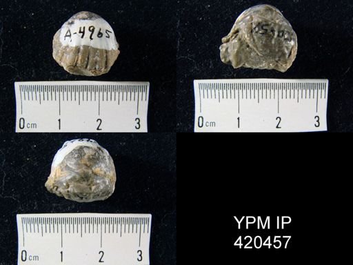 undet. Rhynchonellida