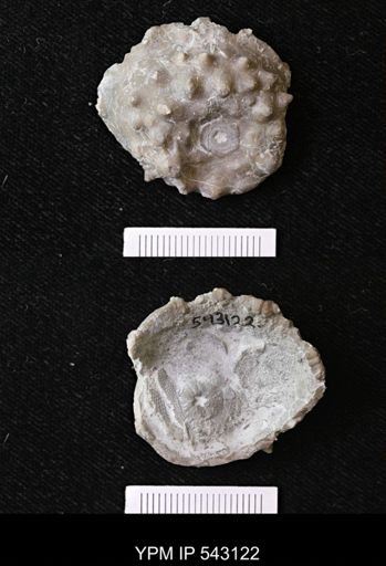 Megistocrinus nodosus?