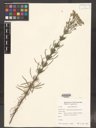 Eupatorium hyssopifolium