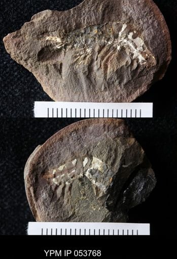 Acanthotelson stimpsoni
